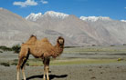 Ladakh with Golden Triangle Tour